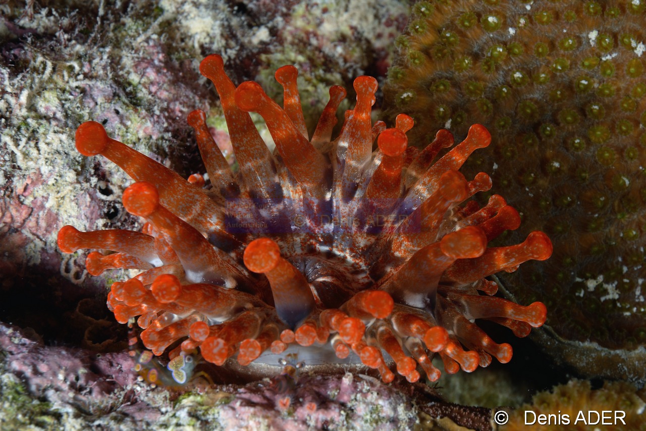 Telmatactis americana Anemone a massues-Bonaire Buddy Reef-13m-20180222nuit-Denis-ADER-DSC_7610_tn.jpg